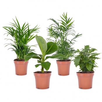 Plantes d'intérieur en pot 12cm