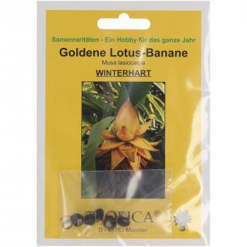 TROPICA Banane Lotus dorée – 5 graines