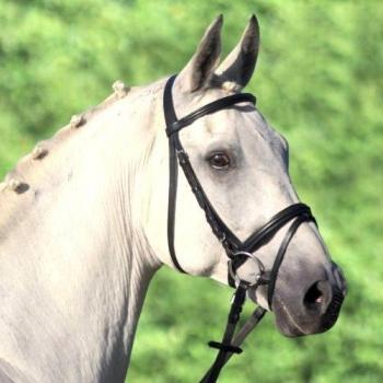 Star Lifestyle Combined Noseband Bridle for Horses