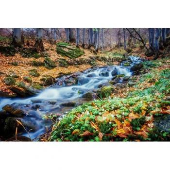 Fototapete “Papermoon Fluss im Wald” – 5,0 m × 2,8 m, Vlies