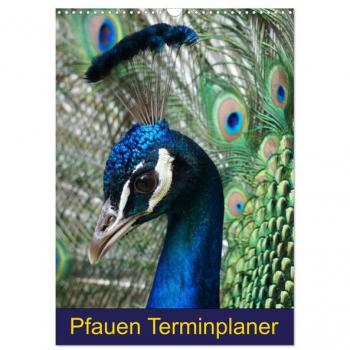 Pfauen Terminplaner (Wandkalender 2024 DIN A3 hoch) CALVENDO Monatskalender