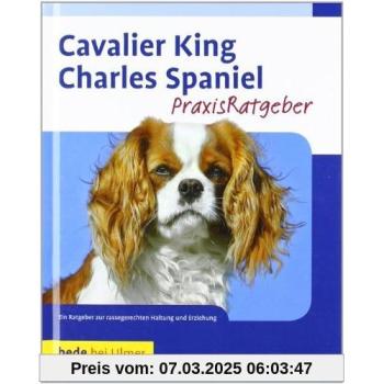 Cavalier King Charles Spaniel