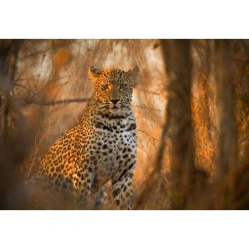 Papermoon Leopard‑Wald‑Fototapete – 4,50 m x 2,80 m, Vlies