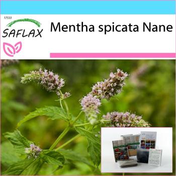 Set di semi di menta nana messicana