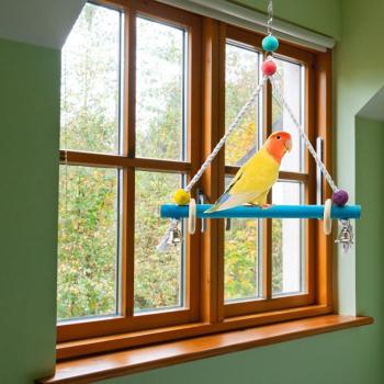 Small Bird Cage Swing Toy