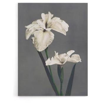 Ogawa Kazumasa White Water Iris Painting