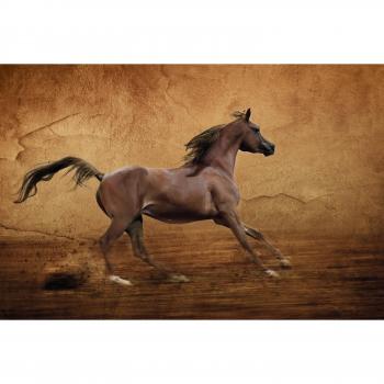 Papermoon Pferd & Arena – Laufende Araber Tapete
