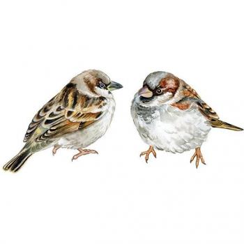 Autocollants décoratifs d'oiseaux pour chambre et armoire