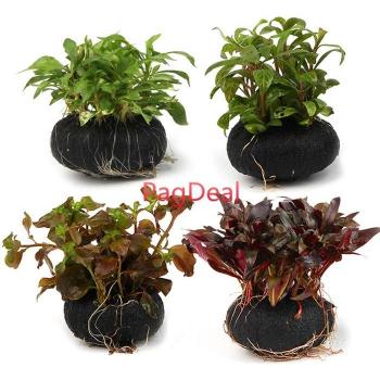 Easy Use Aquarium Fern Kit