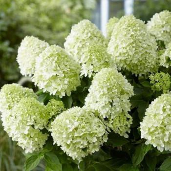 Outdoor Little Spooky Hydrangea Paniculata in Green 2L Pot