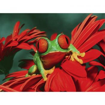 DIY Red-Eye Frog Diamond Craft – 20 x 30 cm Art Print
