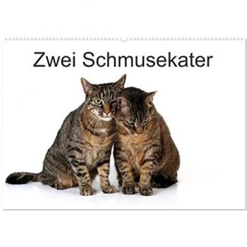 Zwei Schmusekater (Wandkalender 2025 DIN A2 quer) CALVENDO Monatskalender