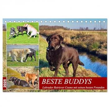 CALVENDO Wandkalender Beste Buddys (Tischkalender 2025 DIN A5 quer), CALVENDO Monatskalender