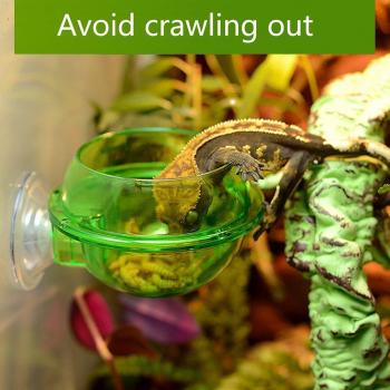 Pet Lizard Worm Feeding Bowl