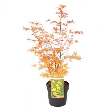 Acero Palmatum 'Katsura'