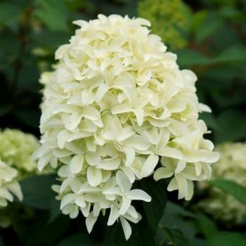 Blue Horizon Hydrangea – 2L Skyfall Garden Shrub in Green