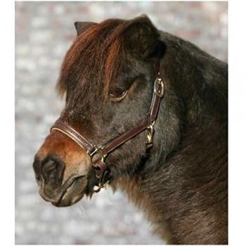 STAR Leather Halter – Brown & Gold Diamond Trim (Cob)