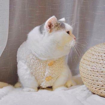 Chaleco de invierno para gato