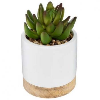Pianta in vaso ceramica/legno 12 cm
