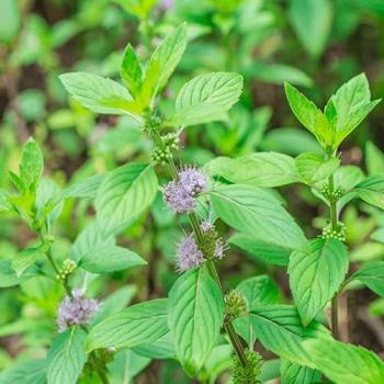 Pennyroyal Mint Seeds