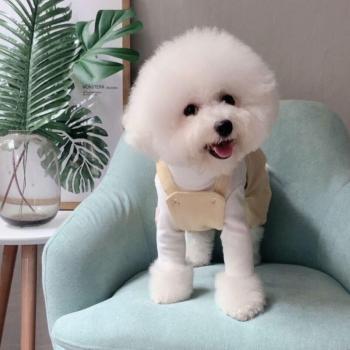 Mono vaquero con estampado francés para perros pequeños PDC0116