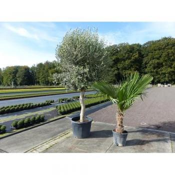 Olivenbaum mit XXL Palme Set, beste Qualität, winterhart, Trachycarpus Olive