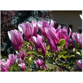 Magnolia Soulangeana Susan, pot 18 cm, taille 80 cm