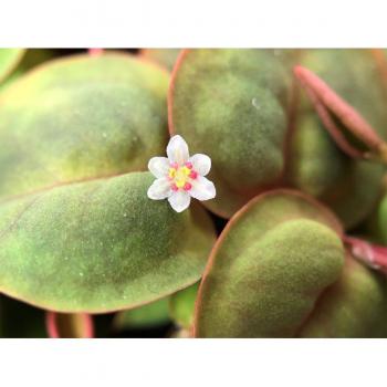 Tropica 1-2-Grow! Phyllanthus fluitans In-Vitro Aquarienpflanze