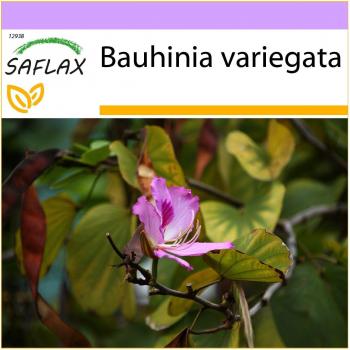 SAFLAX