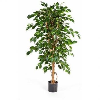Planta Exótica Ficus en Maceta – 495 Hojas 120 cm