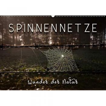 Spinnennetze