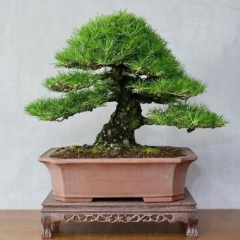 Pino Nero Giapponese Semi Own Grown