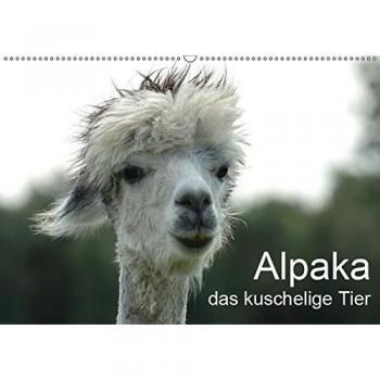 Alpaka, das kuschelige Tier