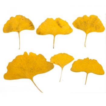Bulle de Douceur Gingkos
