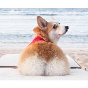 Bricolage Diamant Corgi 5D : Peinture et Broderie 20x30