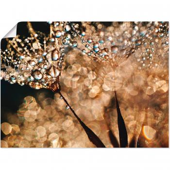 Pusteblume im Goldglanz – Alubild (Leinwand/Poster)