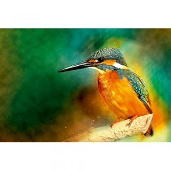 CALVENDO Leinwanddruck 45 x 30 cm Quer-Format Wunderschöner Eisvogel
