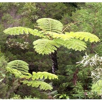 Fresh Cyathea Glauca Tree Fern Seeds (100X) – B1059