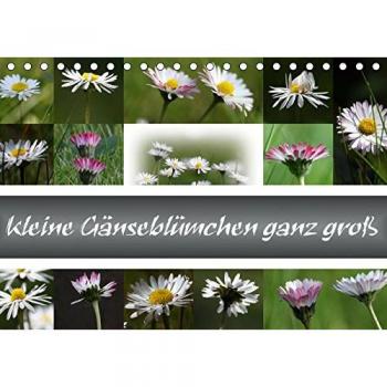 kleine Gänseblümchen ganz groß