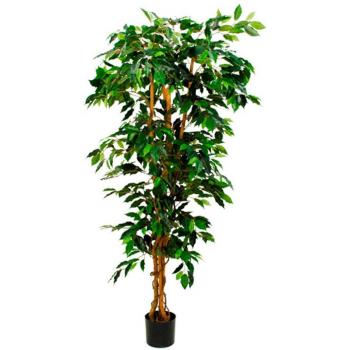 Kunstige Mica Ficus met Pot 180x100 cm – Design Groene Plantaard
