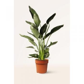 Strelitzia Reginae