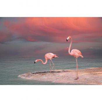 Papermoon 3D Fototapete »Flamingo«