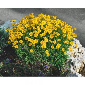Coreopsis „Christchurch“ – Gelbe Mädchenauge, 9 × 9 cm Topfpflanze