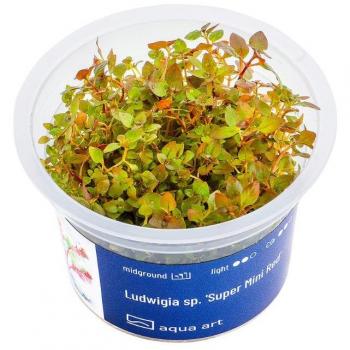 Ludwigia sp. 'Super Mini Red' pianta acquatica