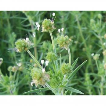 SemiWild Brown Psyllium Seeds