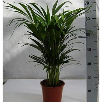 Butterfly Tree Dypsis Lutescens 65-75cm tall