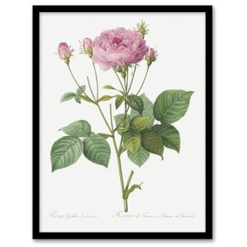 White Vintage Gallic Rose by Artery8 – 12×16 Canvas Print