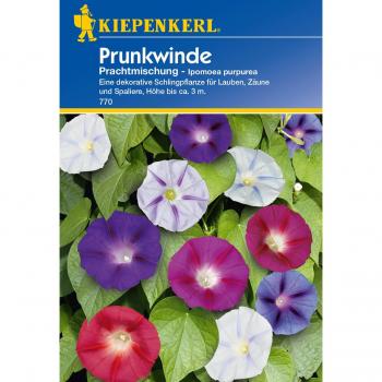 Kiepenkerl Prunkwinde Prachtmischung Blütenzauber