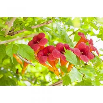Orangefarbene Trompetenblume, 40–60 cm
