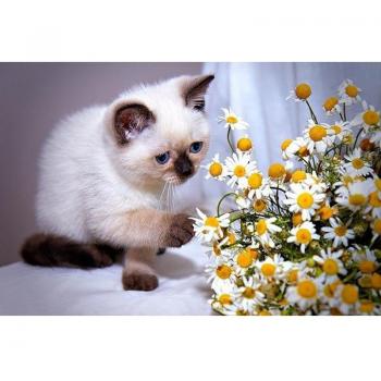 Katzen Diamant Malerei DIY 20x30cm